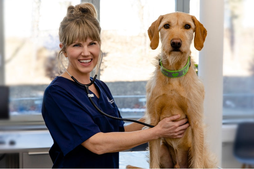 On Demand Webinar: Fokus Dermatologie für Tierärzte (Teil 2–4)